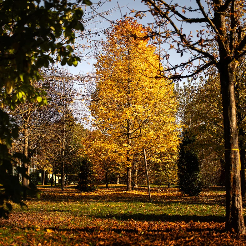Baum mit goldgelbem Herbstlaub im Baumpark