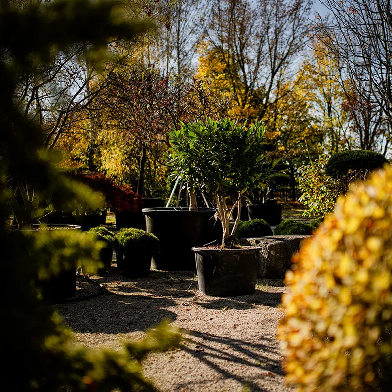 Formgehölze in großen Töpfen im Herbstlicht