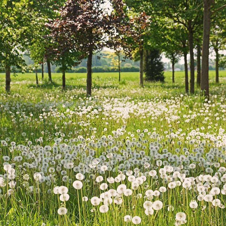 Baumpark mit Wiese voller Pusteblumen