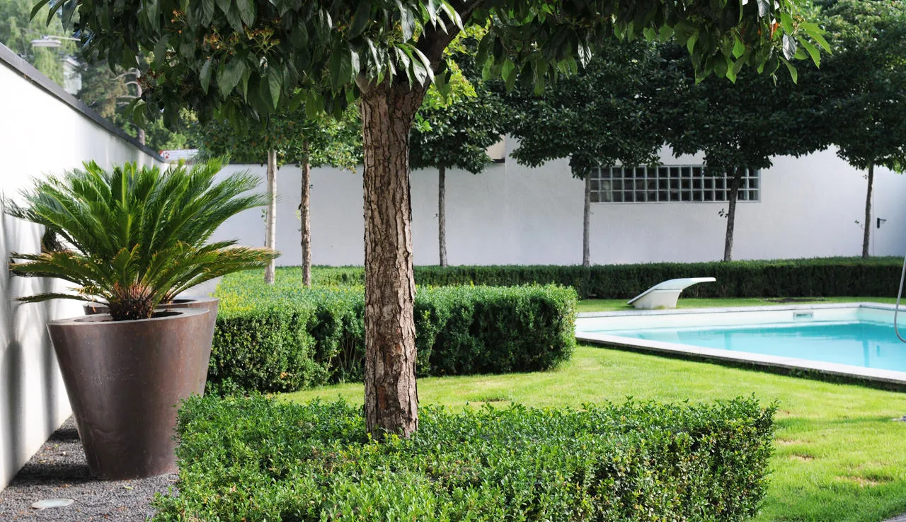 Garten mit Buchshecken, Baum, Pool und Palmfarn im Pflanzgefäß