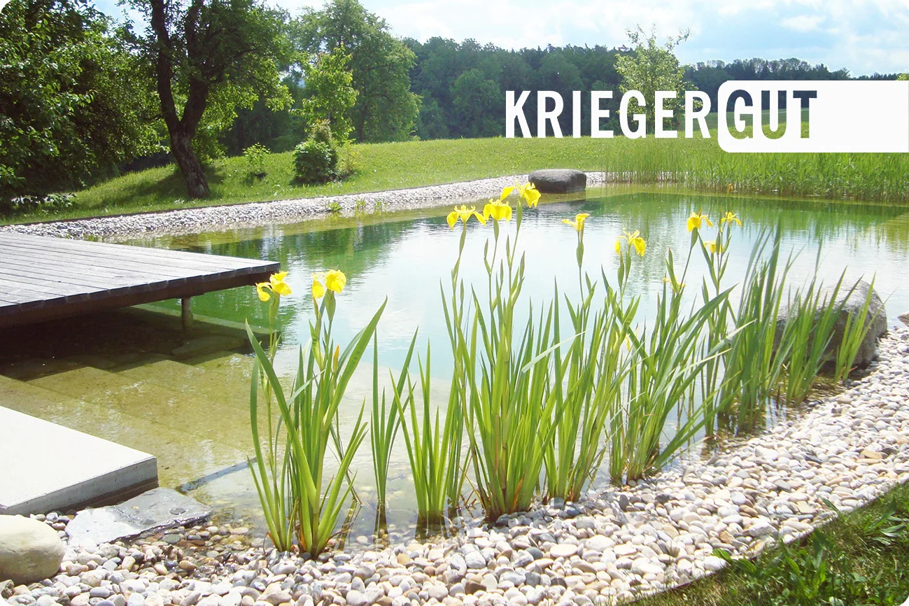 Schwimmteich mit gelben Iris, Holzsteg und Kiesufer vor einer Wiese