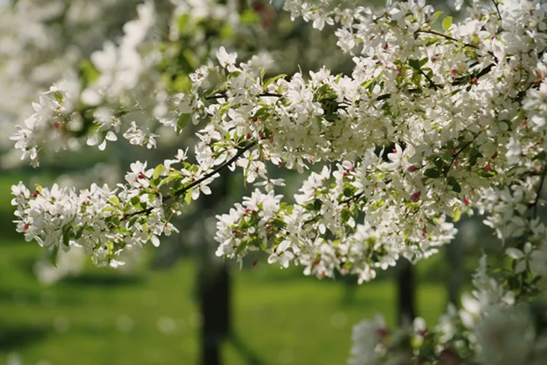 Weiß blühender Zierapfel