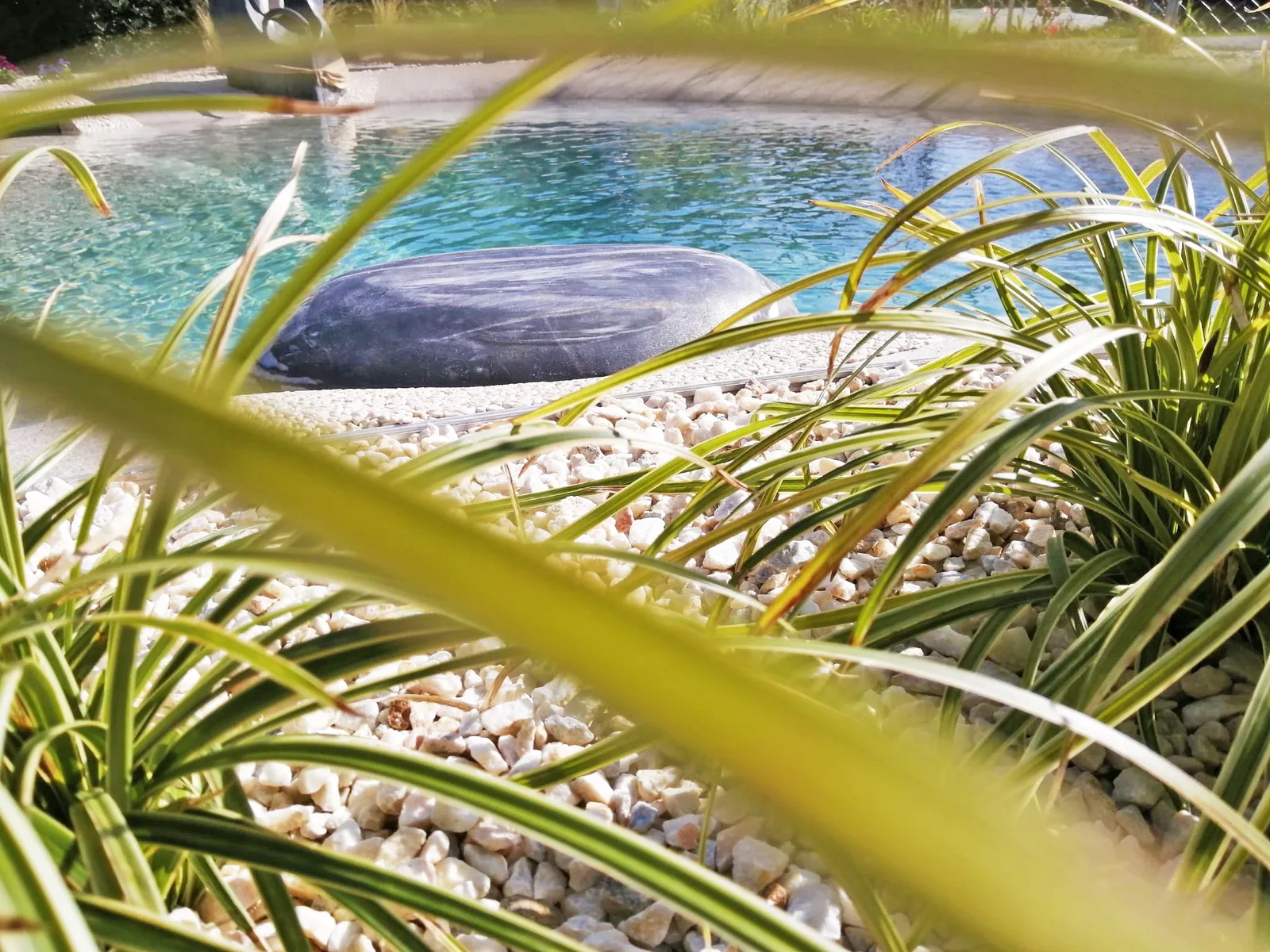 Findling und Gräser am Rand eines Biodesign-Pools