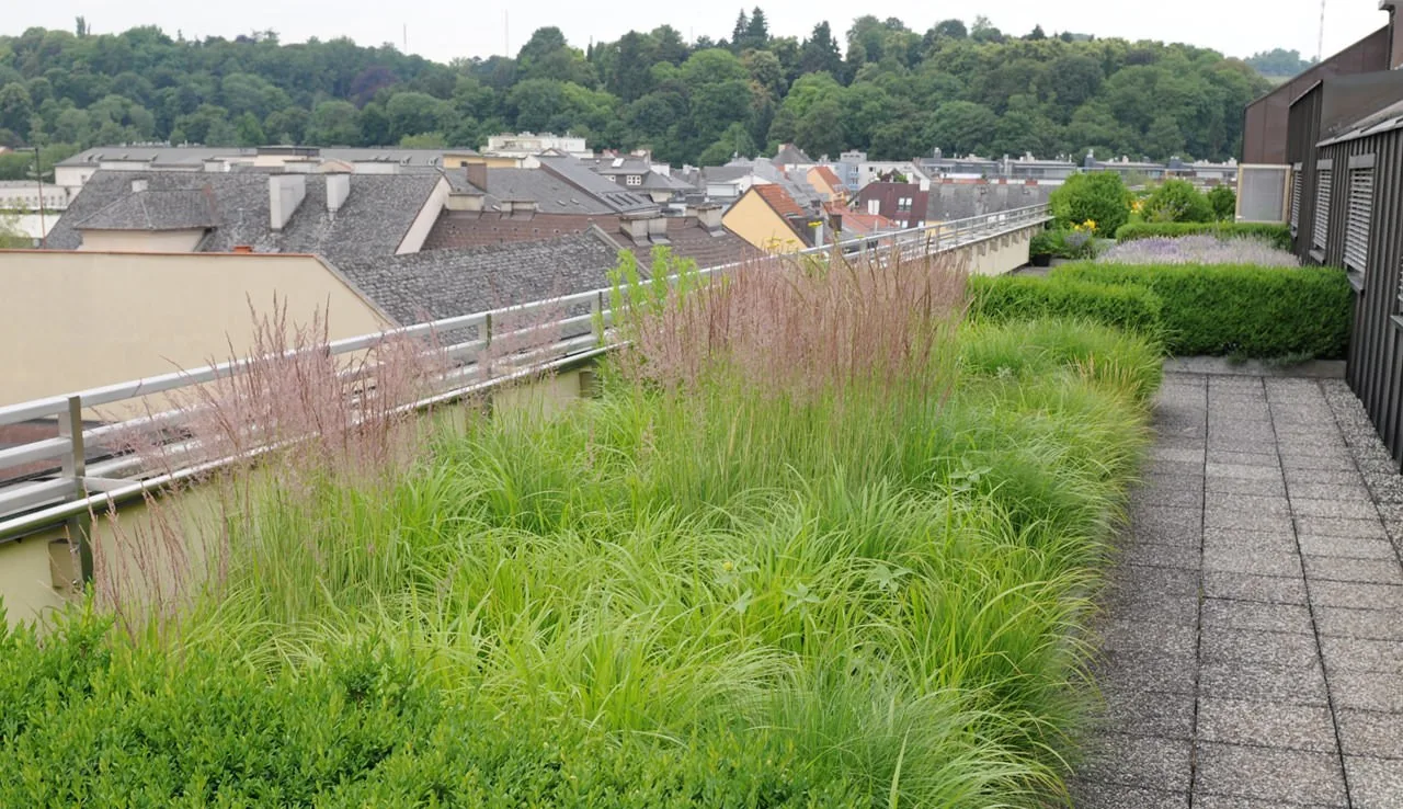 Dachgarten mit hohen Gräsern über den Dächern einer Stadt
