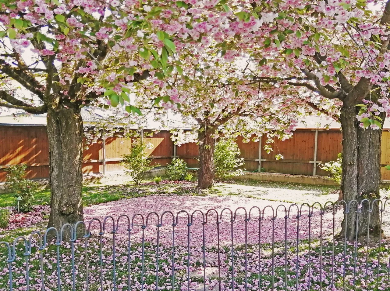 Blühende Zierkirschen mit rosa Blütenblättern auf dem Boden