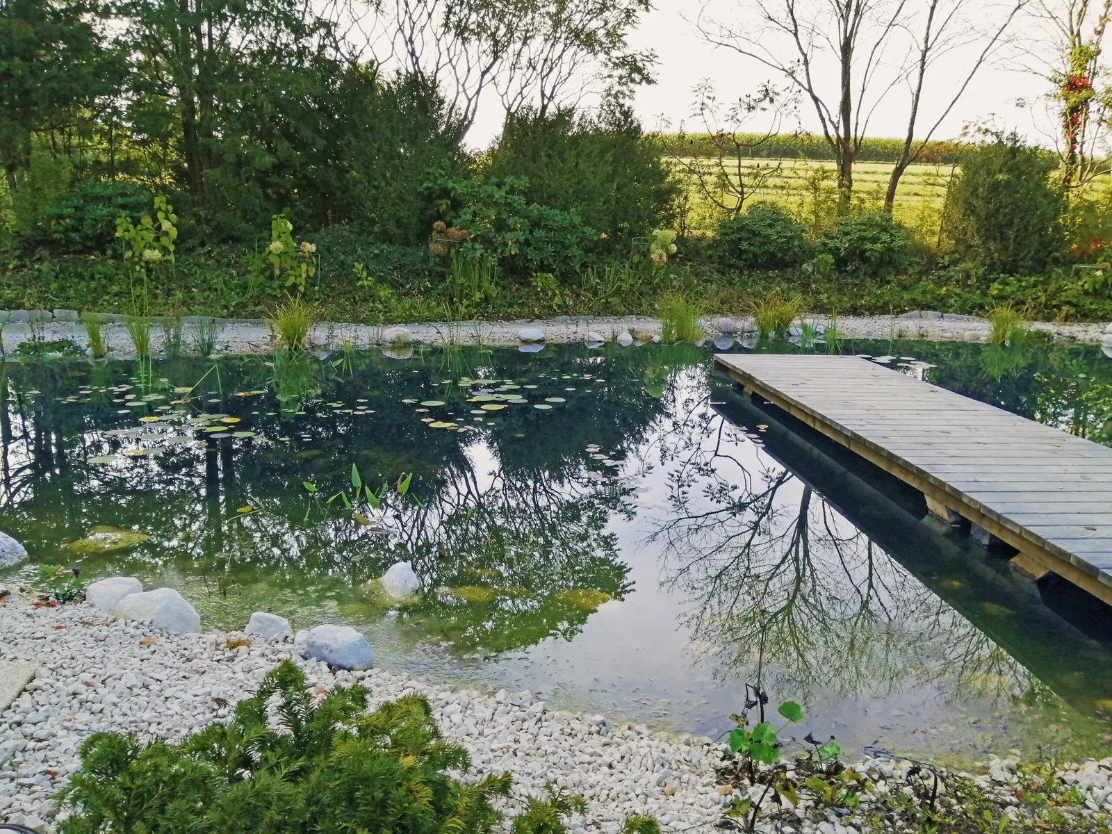 Naturschwimmteich mit Holzsteg und Kiesufer in einem Privatgarten