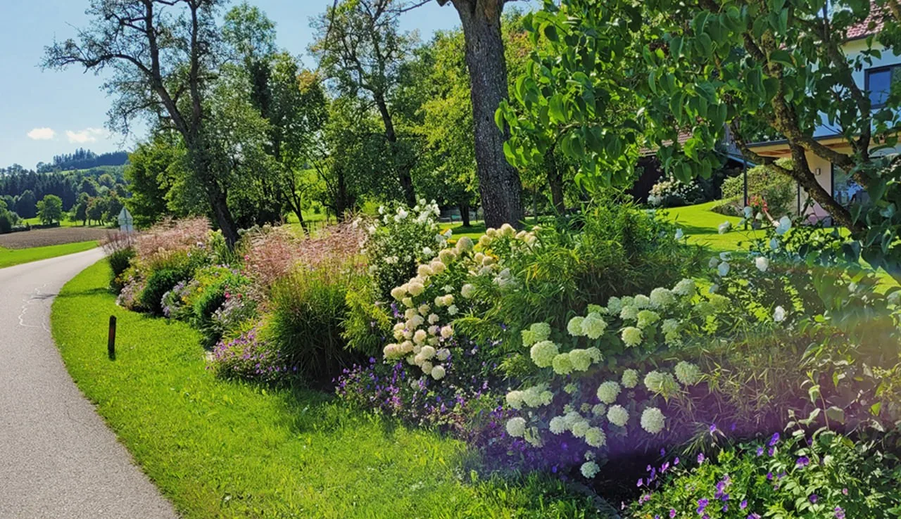 Staudenbeet mit Hortensien und Gräsern entlang einer Zufahrt
