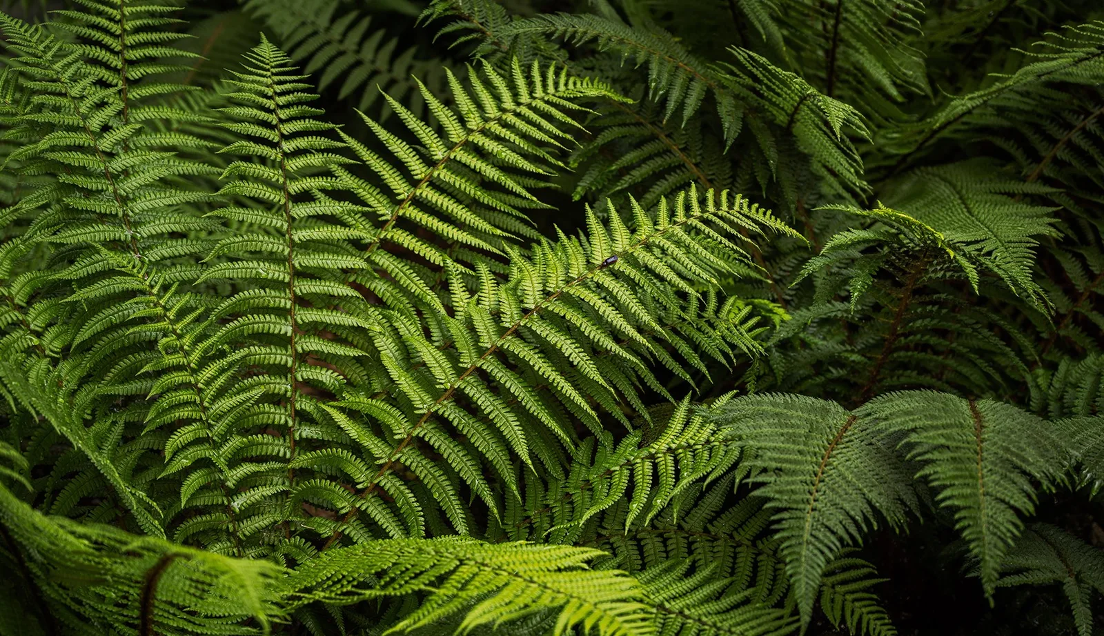 Dichte Farnpflanzung in einem Villengarten